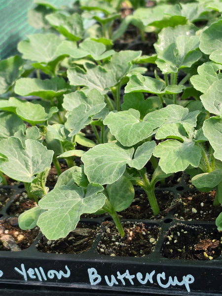 Yellow Buttercup Seedless Hybrid Watermelon Starter Live Plants - 3 Seedlings, 1 Pollinator