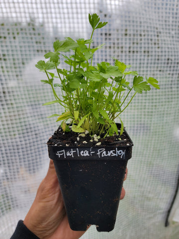 Italian Parsley Flat Leaf Herb Starter Live Plant - 2.5" pot