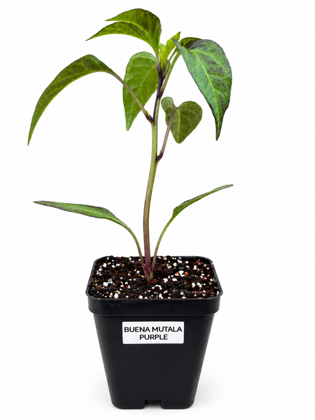 Buena Malata Purple Pepper Live Starter Plant - 2.5" pot