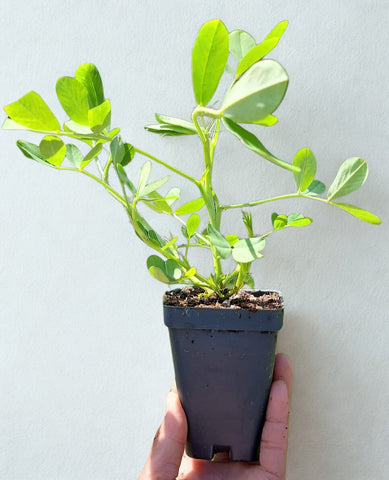 Peanut Seedling Starter Live Plants - 2.5" pot