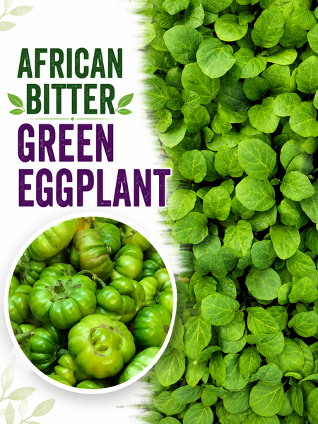 African Eggplant Bitter Green Starter Live Plant - 4 Seedlings
