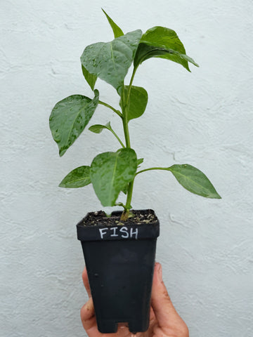 Fish Pepper Starter Live Plant - 2.5" pot