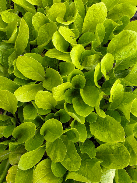 Chinese Cabbage Napa Starter Live Plants - 4 Seedlings