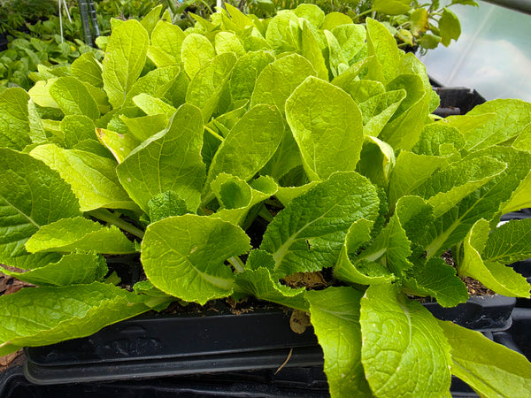 Chinese Cabbage Napa Starter Live Plants - 4 Seedlings