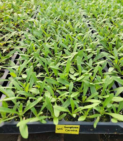 Gomphrena QIS Carmine Cutflower Starter Live Plants - 4 Seedlings
