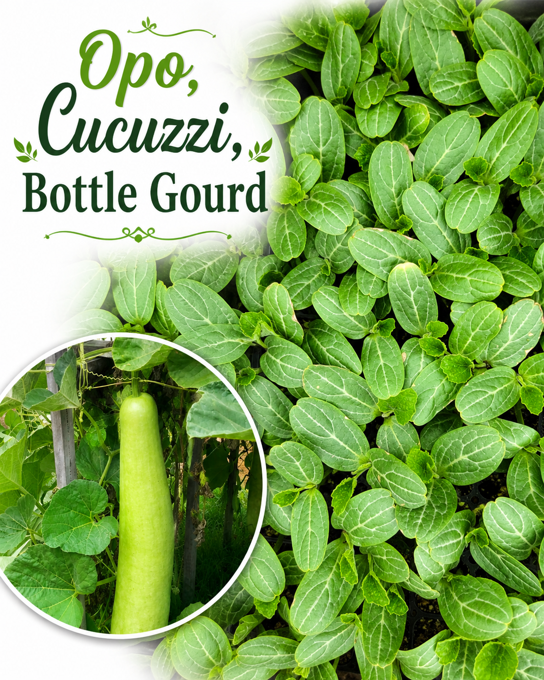 bottle gourd plant Bottle Gourd, Opo, Cucuzzi Squash Starter Live Plants