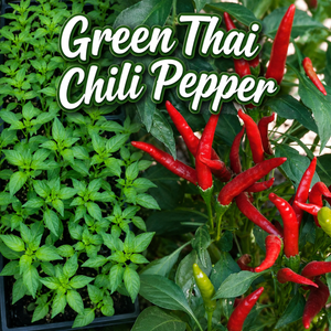 thai chili seeds plant Green Hot Thai Chili Pepper Starter Plants