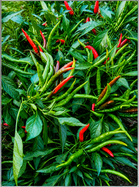 Thai Dragon (Cluster) Hot Thai Chili Pepper Starter Live Plants - 4 Seedlings