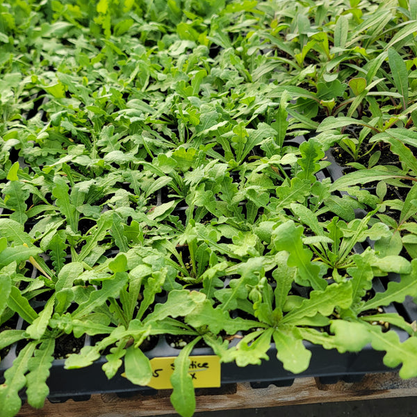 Statice Formula Mix Cutflower Starter Live Plants - 4 Seedlings