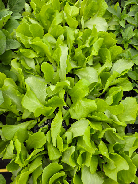 Butterhead Lettuce Starter Live Plants - 4 Seedlings