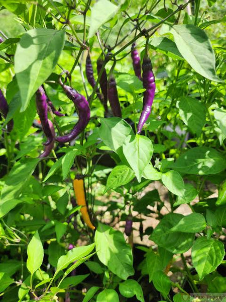 Buena Malata Purple Pepper Live Starter Plant - 2.5" pot