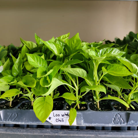 Laotian Chili White Hot Pepper Starter Live Plants - 4 Seedlings
