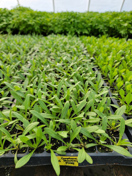 Gomphrena Strawberry Fields Cutflower Starter Live Plants - 4 Seedlings