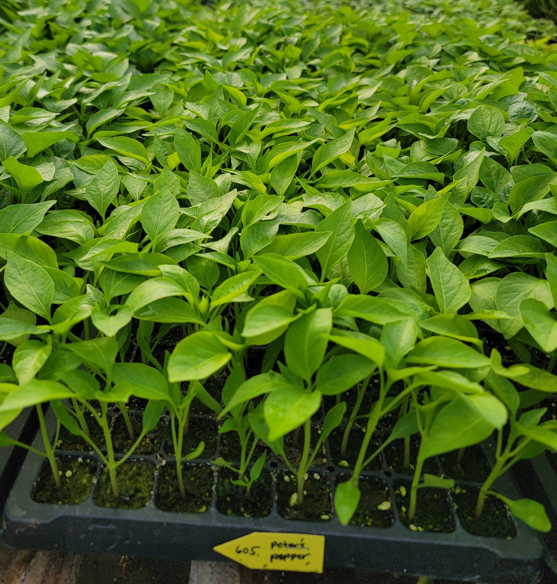 Peter Pepper Starter Live Plants - 4 Seedlings