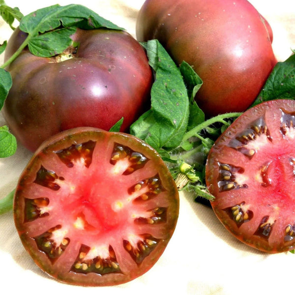 Cherokee Purple Heirloom Tomato Starter Live Plants - 4 Seedlings