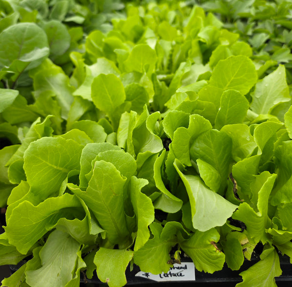 Butterhead Lettuce Starter Live Plants - 4 Seedlings