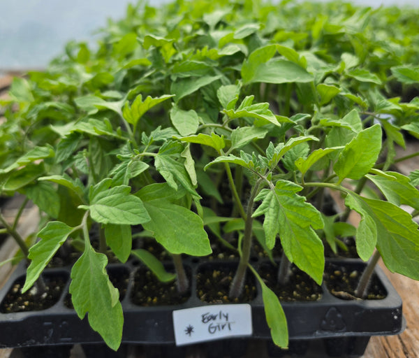 Early Girl (F1) Tomato Live Plant Starters - 4 Seedlings
