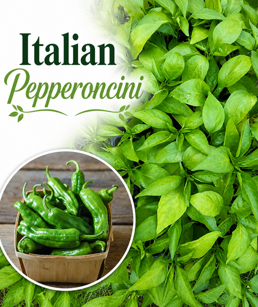 Italian Pepperoncini (Paisan), Sweet Pepper Live Starter Plants - 4 Seedlings