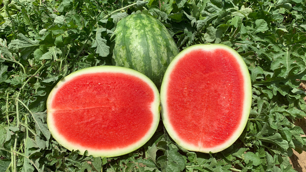 Red Ruby Seedless Hybrid Watermelon Starter Live Plants - 3 Seedlings, 1 Pollinator
