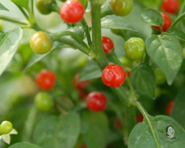 Wiri Wiri (Small) Pepper Starter Live Plants - 2.5" pot