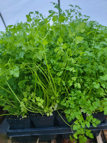 Chervil Herb Starter Live Plants - 2.5" Pot