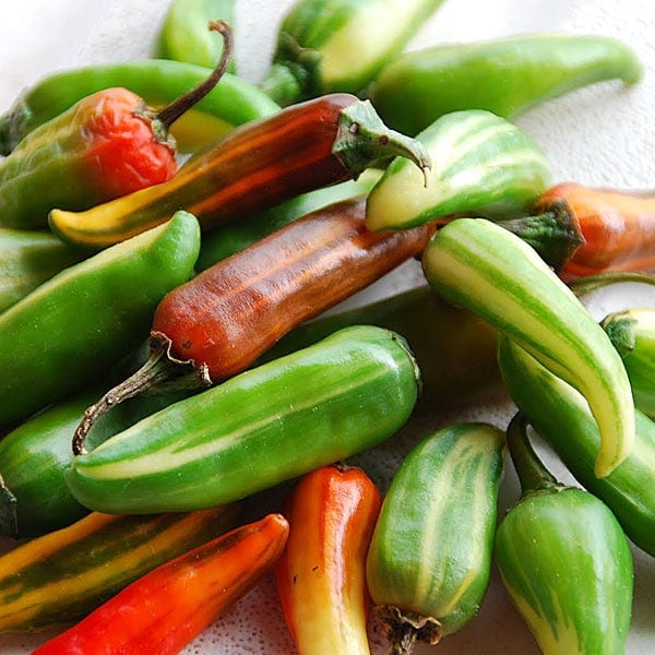 Fish Pepper Starter Live Plant - 2.5" pot