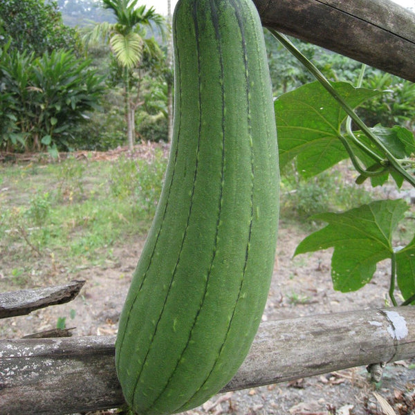 Luffa Gourd Loofah Sponge Starter Live Plants - 4 Seedlings