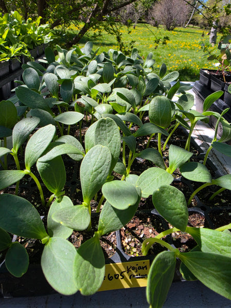 Kajari Melon - Unique Indian Delhi Melon Starter Live Plants (4 Seedlings)
