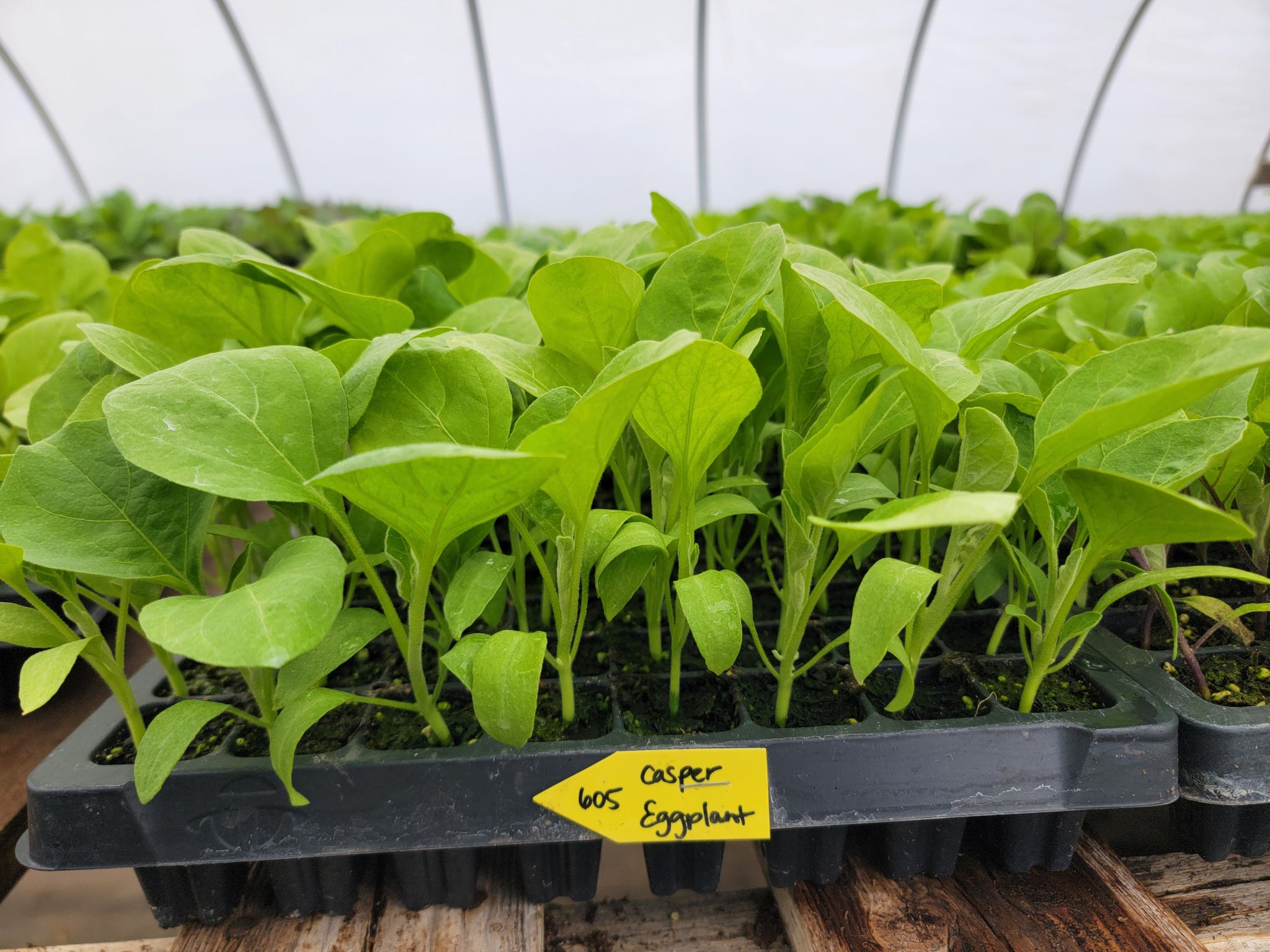 Casper White Eggplant Starter Live Plants - 4 Seedlings