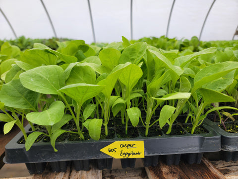 Casper White Eggplant Starter Live Plants - 4 Seedlings