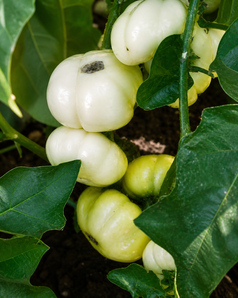 African Eggplant (Jakato) Bitter White Starter Live Plants - 4 Seedlings