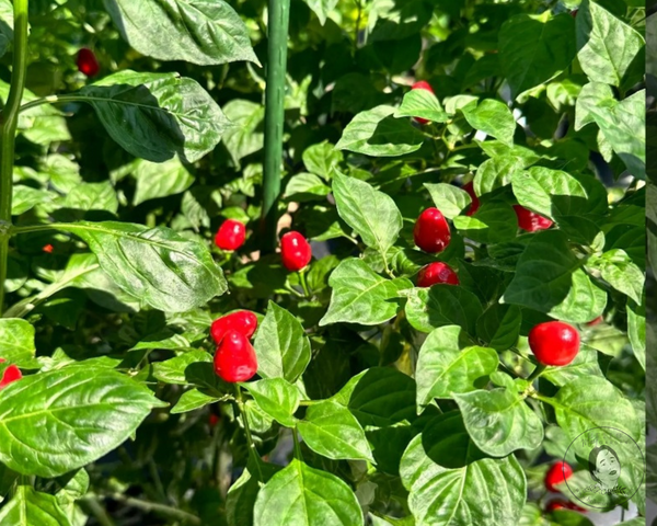 Wiri Wiri (Big) Pepper Starter Live Plants - 2.5" pot