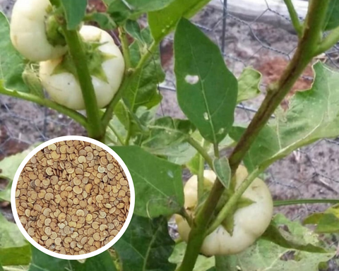African Eggplant (Jakato) Bitter White Eggplant Seeds Heirloom Non-GMO (25+ Seeds)