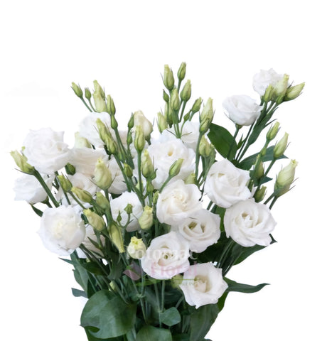 White Lisianthus Flower Starter Live Plant - 6 Seedlings