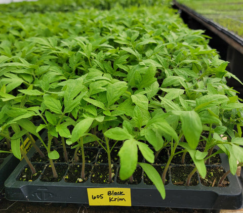 Black Krim Tomato Starter Live Plants - 4 Seedlings