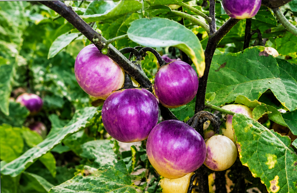 African Bitter Purple Eggplant Live Plants - 4 Seedlings