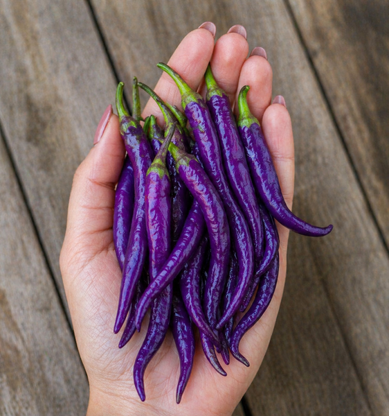 Buena Malata Purple Pepper Live Starter Plant - 2.5" pot