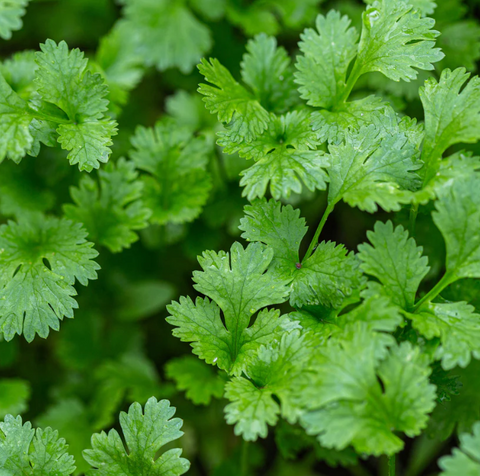 Cilantro Herb Starter Live Plant - 2.5" pot
