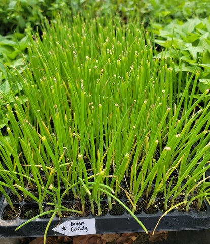 Candy (F1) Yellow Onions Starter Live Plants - Approx. 30 Plants