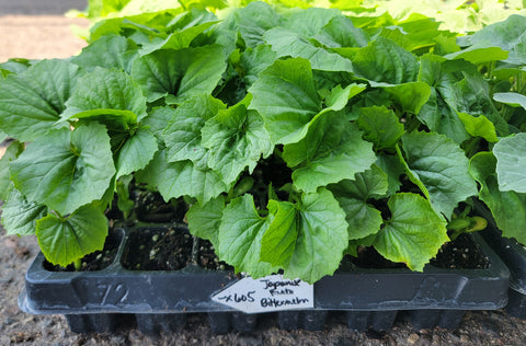 Japanese (Futo) Bitter Melon, Momordica Charantia Starter Live Plants - 4 Seedlings