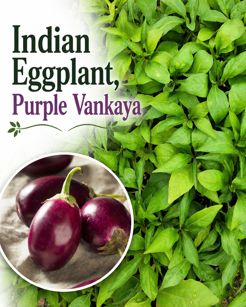 Indian Eggplant Purple Vankaya Starter Live Plants - 4 Seedlings