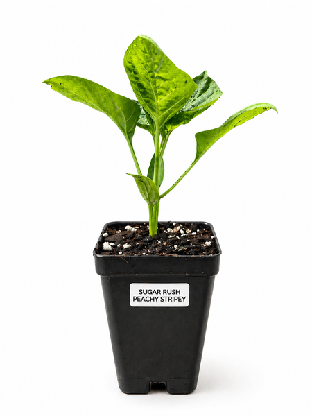 Sugar Rush Peach Stripey, Sweet & Hot Pepper, Rare and Exotic Live Starter Plants - 2.5" pot