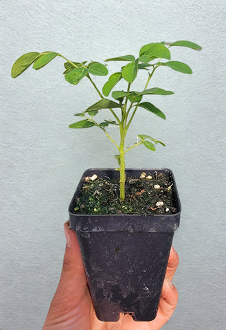 Moringa Oleifera Tree Starter Live Plant - 2.5" pot
