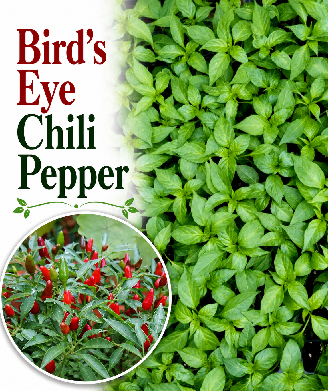 Bird's Eye Hot Chili Pepper Starter Live Plants