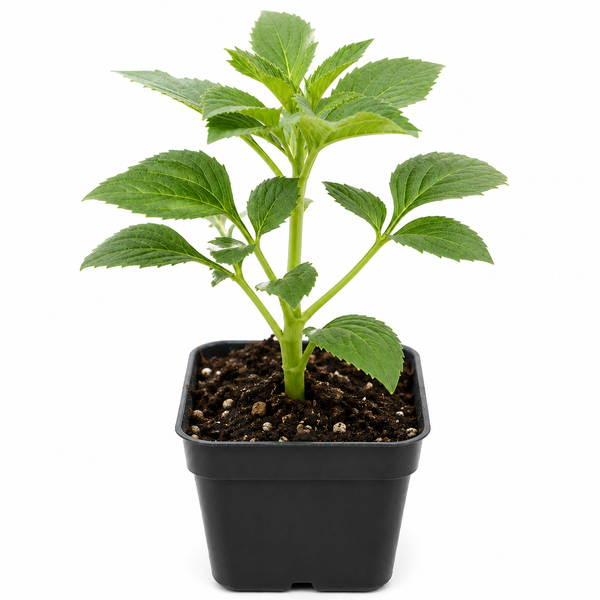 Dahlia - KA's® Cinder Rose (Rooted Cutting) Flower Live Plant (2.5" pot)