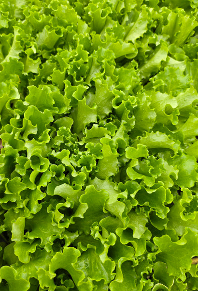 Green Leaf Lettuce Starter Live Plants -4 Seedlings