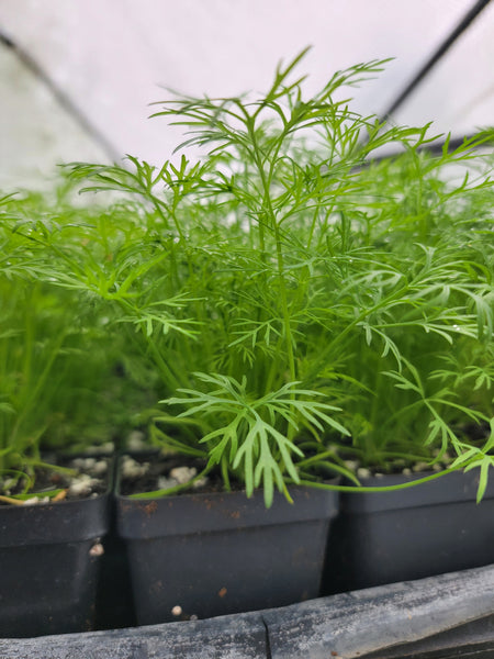Dill Herb Starter Live Plants - 2.5" pot