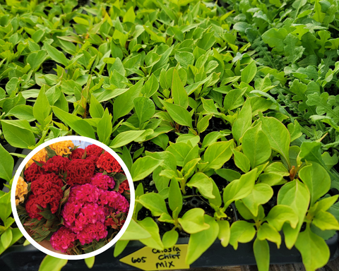 Celosia Chief Mix Cutflower Starter Live Plants - 4 Seedlings