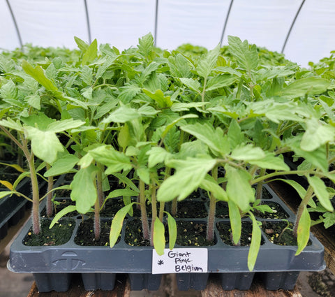 Yellow Pear Tomato Starter Live Plants - 4 Seedlings