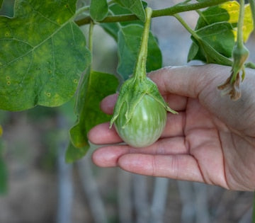 Oval Green Thai Eggplant Starter Plants - 4 Seedlings
